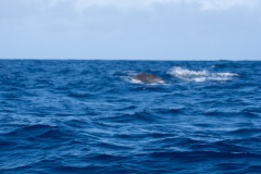 DSC01300