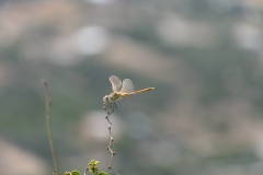 DSC09721